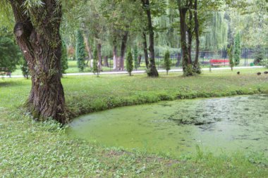 Ekim ayında sonbahar parkındaki gölde su.