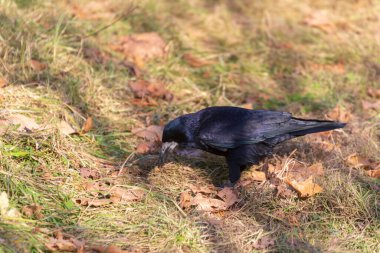 Parkta yiyecek arayan siyah karga.