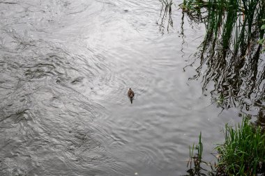 Sonbahar parkında nehirde su