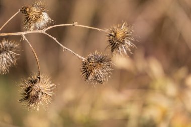 Tarlada sarı kuru devedikenleri ve dulavratları var.