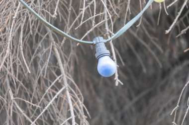 Kuru bir Noel ağacında renkli Noel lambaları