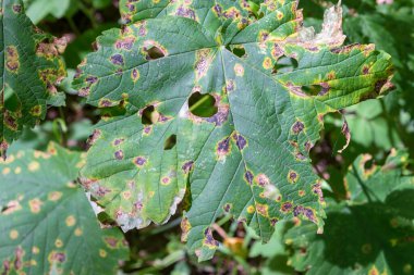 Güneşin altındaki ormanın yakınındaki bir tarlada yeşil yapraklar