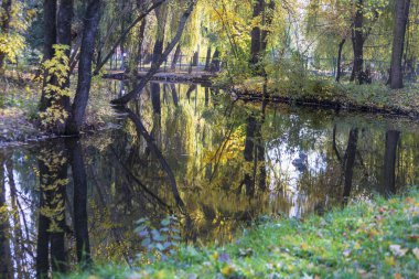 Parkta güzel sarı sonbahar yaprakları