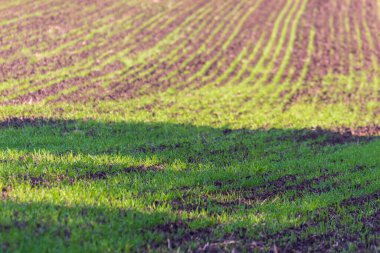 Ormanın yakınındaki bir tarlada yeşil kış buğdayı