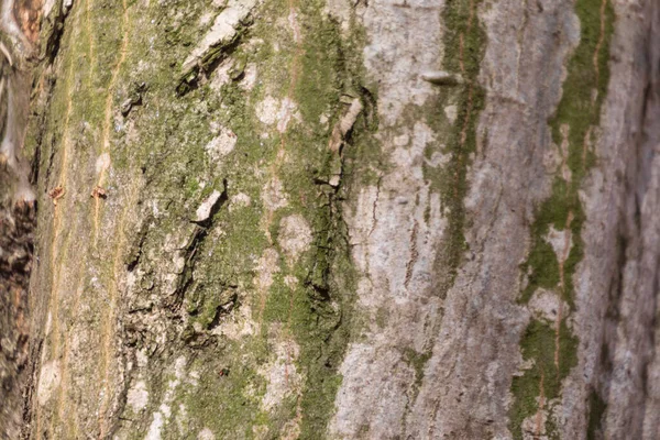 Текстура Кори Старого Дерева Лісі Фону — стокове фото