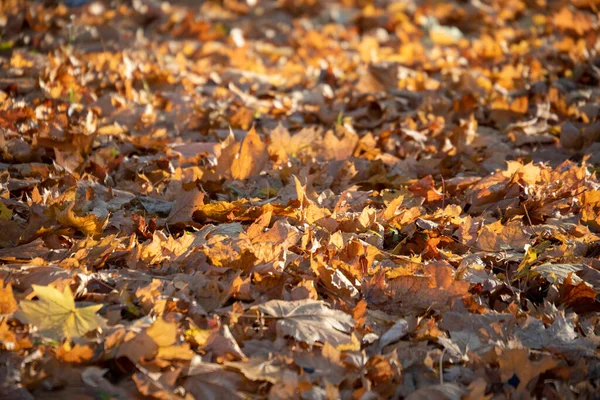 Yellow Autumn Leaves Park Sun — Stock Photo, Image