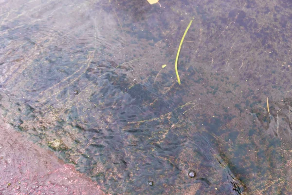 十月的秋天公园湖中的水 — 图库照片