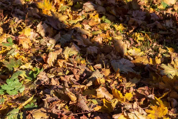 Gele Herfstbladeren Het Park Grond — Stockfoto