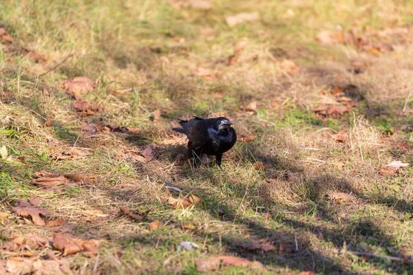 Черная Ворона Парке Ищет Еду — стоковое фото