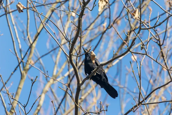 Corvo Nero Nel Parco Cerca Cibo — Foto Stock