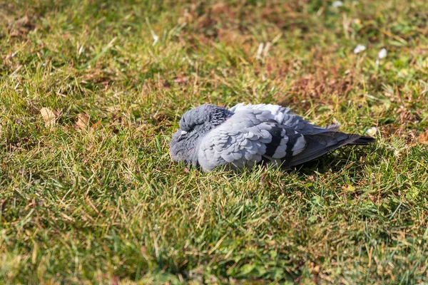 Wilde Duif Koestert Zon Het Gras — Stockfoto