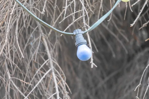 Kuru bir Noel ağacında renkli Noel lambaları