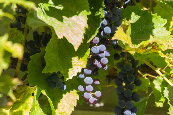 Raisins Bleus Feuilles Vertes Ferme — Photo