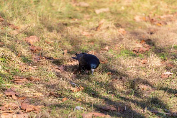 Μαύρο Κοράκι Στο Πάρκο Ψάχνει Για Φαγητό — Φωτογραφία Αρχείου