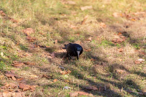 Zwarte Kraai Het Park Zoek Naar Voedsel — Stockfoto