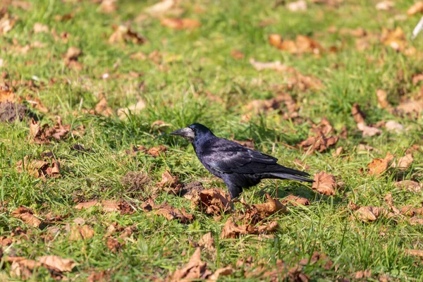 Corvo Preto Parque Procura Comida — Fotografia de Stock