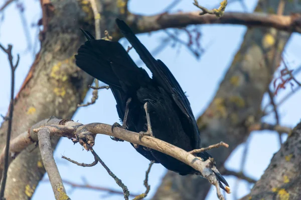 Corvo Nero Nel Parco Cerca Cibo — Foto Stock