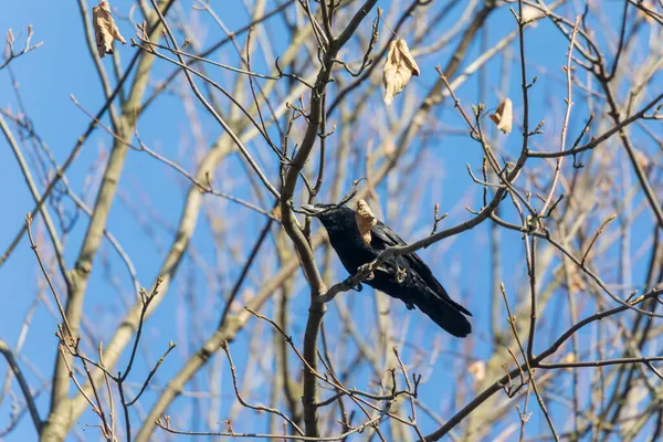 Corvo Nero Nel Parco Cerca Cibo — Foto Stock