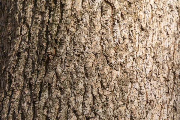 树皮树皮在森林中树皮的纹理 — 图库照片
