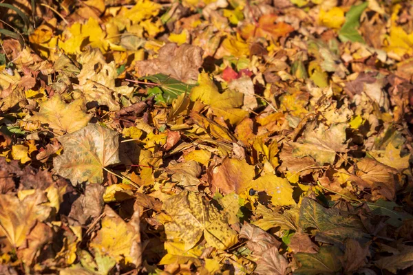 Lindas Folhas Amarelas Outono Parque Chão — Fotografia de Stock