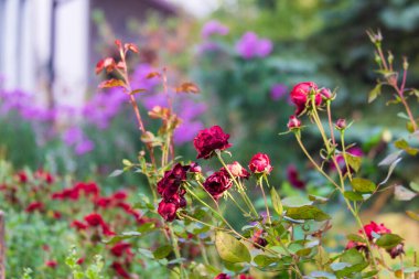 Köydeki bahçede güzel bir çiçek