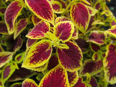 Köydeki bahçede güzel bir çiçek