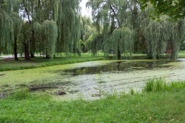 Ekim ayında sonbahar parkındaki gölde su.