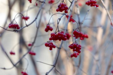 Sonbaharda çalılıklarda meyveler ve kırmızı viburum demetleri