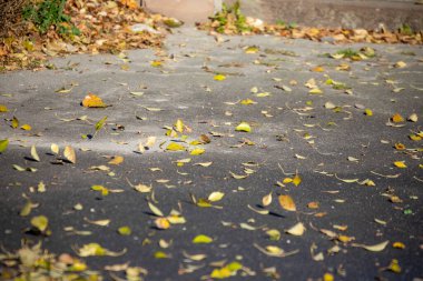 Parkta güzel sarı sonbahar yaprakları