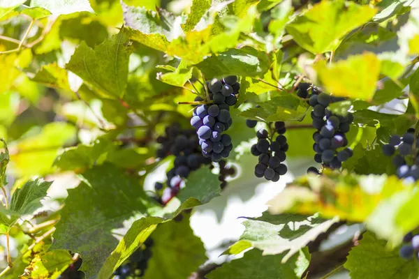 Uvas Azules Hojas Verdes Granja — Foto de Stock