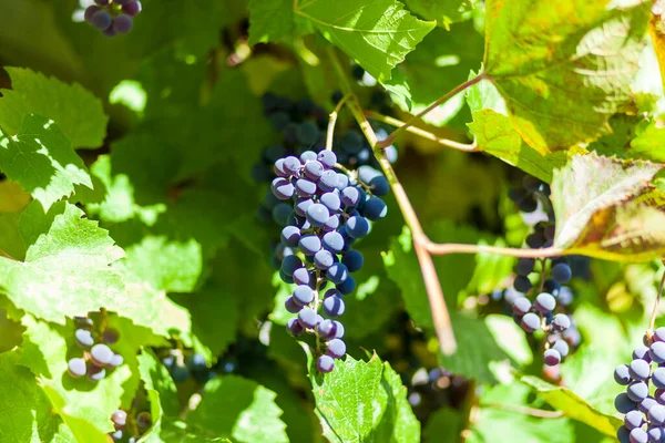 Niebieskie Winogrona Zielone Liście Gospodarstwie — Zdjęcie stockowe