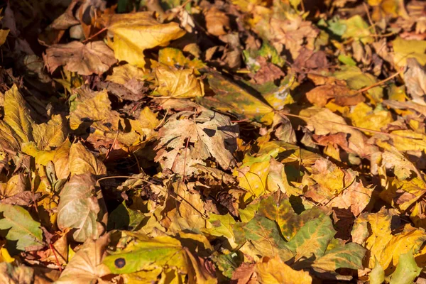Beautiful Yellow Autumn Leaves Park Ground — Stock Photo, Image