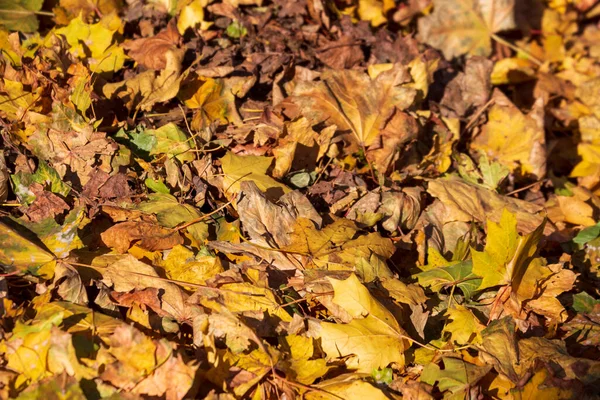 Mooie Gele Herfstbladeren Het Park Grond — Stockfoto