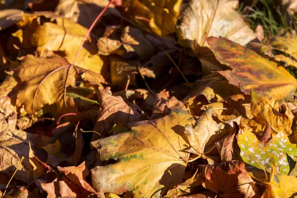 Lindas Folhas Amarelas Outono Parque Chão — Fotografia de Stock