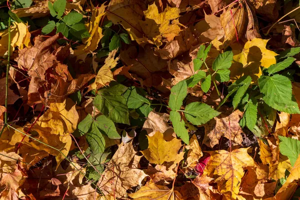 Krásné Žluté Podzimní Listí Parku Zemi — Stock fotografie
