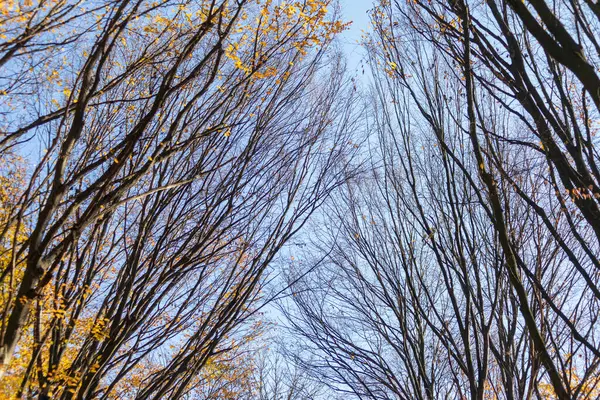 Paisagem Outono Floresta Árvores Com Folhas Amarelas — Fotografia de Stock