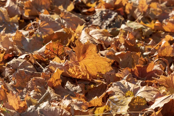 Žluté Podzimní Listy Říjnu Parku — Stock fotografie