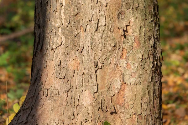 Texture Bark Old Tree Forest Backgrounds — Stock Photo, Image