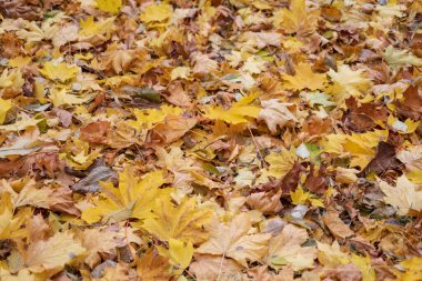 Ekim 'de parkta sarı sonbahar yaprakları