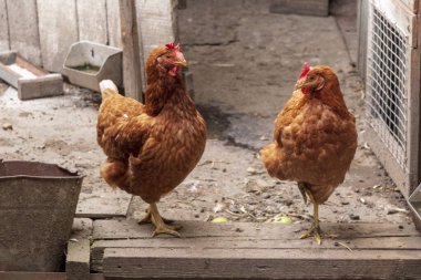 Çitteki bir çiftlikte kırmızı tüylü tavuk