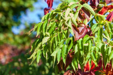 Çiftlikteki sonbahar bahçesinde kırmızı-yeşil yapraklar