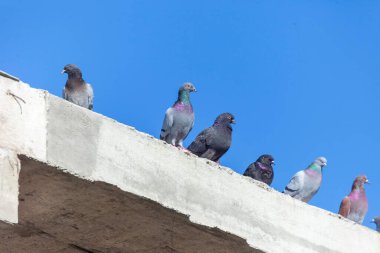 Vahşi güvercinler evin beton zemininde otururlar gökyüzünün arka planında