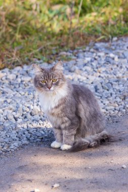 Güzel gri beyaz tüylü kedi yerde oturuyor.
