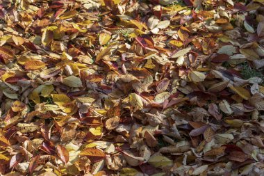 Ekim 'de parkta sarı sonbahar yaprakları