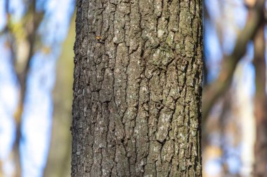 Arka plan için ormandaki yaşlı bir ağacın kabuğunun dokusu.