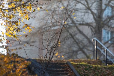 Parkta güzel sarı sonbahar yaprakları