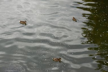 Arka plan için göldeki dalgaların üzerindeki su dokusu.