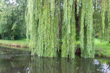 Ekim ayında sonbahar parkındaki gölde su.