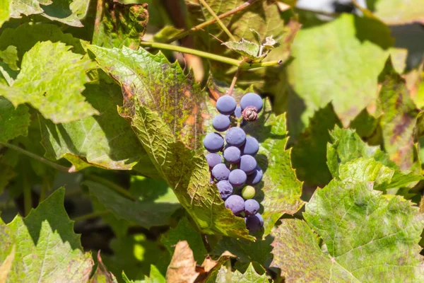 Blue Grapes Green Leaves Farm — Stock Photo, Image