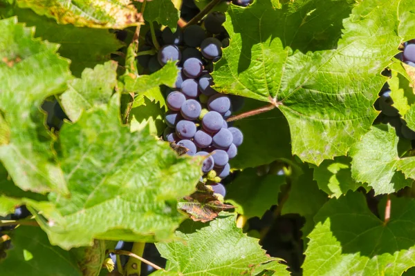 Blue Grapes Green Leaves Farm — Stock Photo, Image